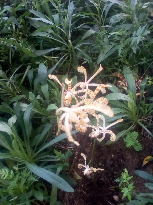 Article : Portrait – Dans le jardin de Pascal